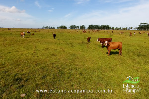 INICIO TOURO.00_01_02_23.Quadro005_f38aa9bce1c1579b5bec69874f86b39c3bc31949.jpg